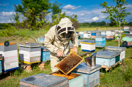 The Beginnings of our Beekeeping Adventure